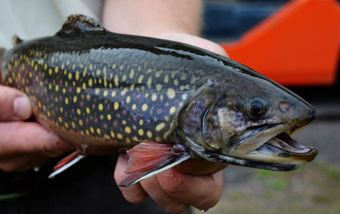 3 Unique Trout Baits You Probably Haven't Tried..But Should