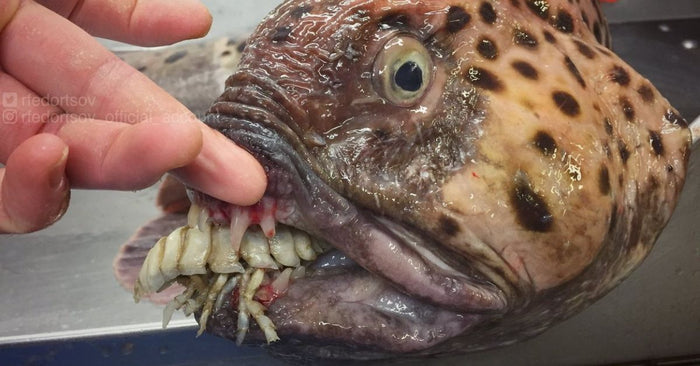 Can This Russian Guy Please Stop Catching Disgusting Sea Monsters?