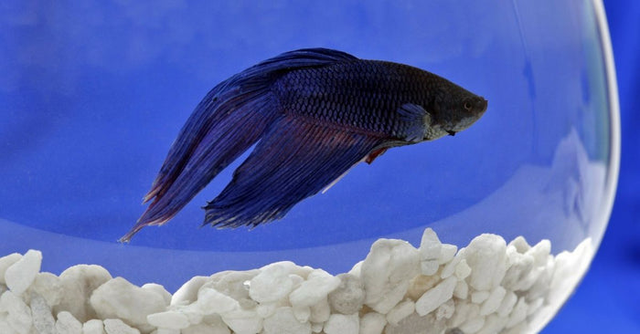 Apparently Fish Can Be Sad?