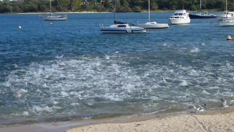 You Have To See This Australian Salmon Feeding Frenzy