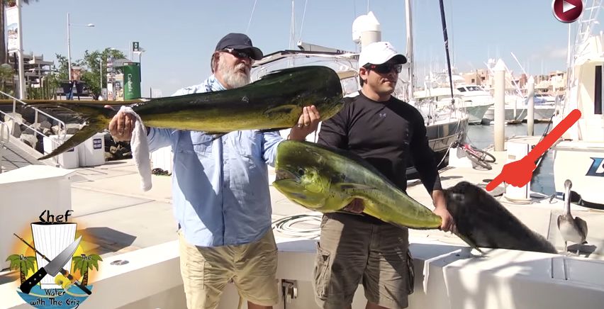 Devilish Sea Lion Snatches Catch Right From Fisherman's Hands