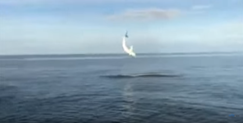 Florida Anglers Get INSANE Footage Of Shark Jumping From Water