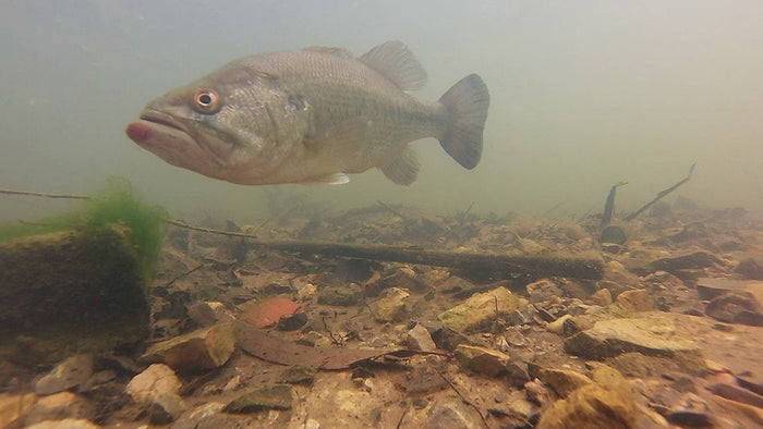 9 Sight Fishing Tips To Help You Catch Clear Water Bass