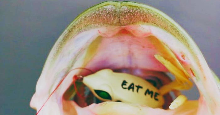 Skunkbuster! The Incredible Feeling From The First Fish Of The Day