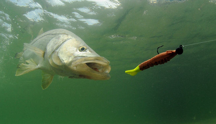 The 5 Best Fish To Target In Florida
