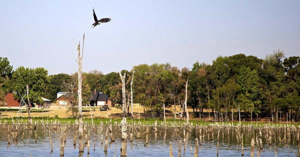 How To Fish Stumps And Stump Rows For Big Bass