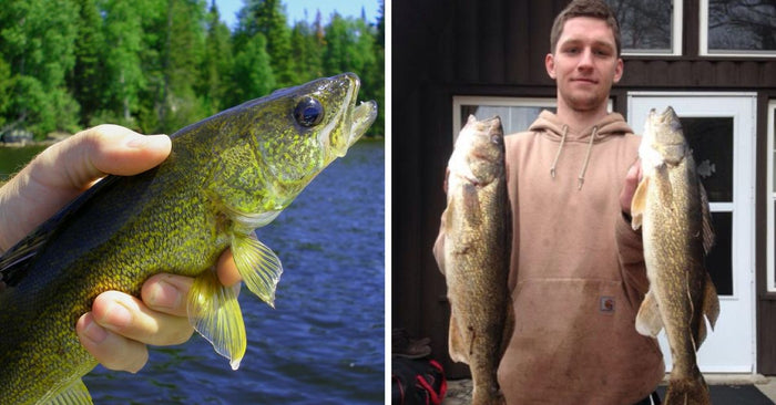 Walleye Fishing In Summertime: How To Catch Walleye In The Heat