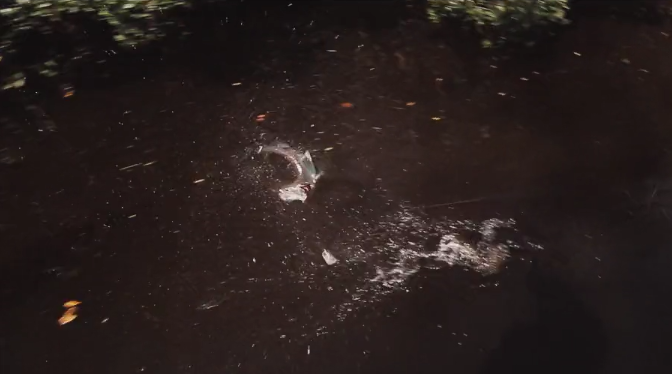 Check Out These Redfish Go Wild On Topwater Baits