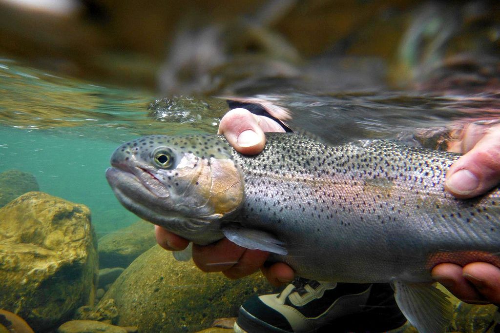 Trout Fishing Lakes Vs Rivers: What's The Difference?