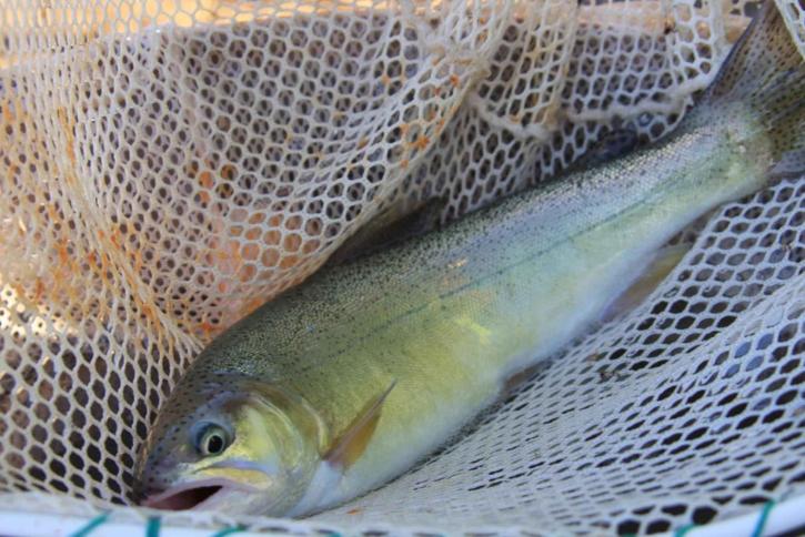 Start Throwing Grasshoppers To Catch Late-Summer Trout