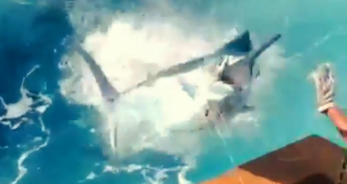 Terrifying 400 LB Marlin Jumps Aboard Fishing Boat