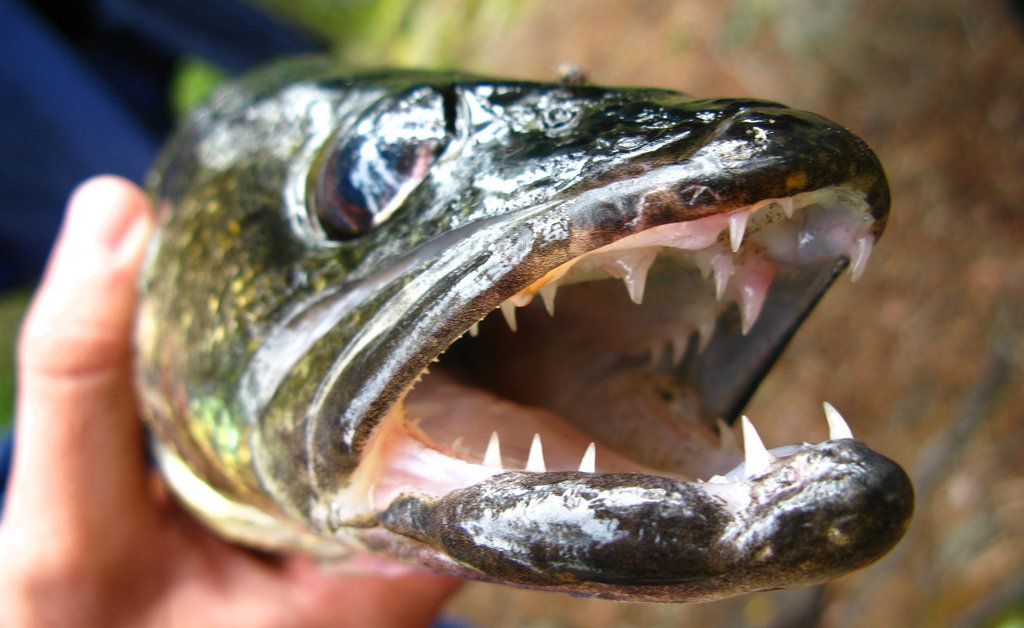 How To Catch Walleye In The Weeds