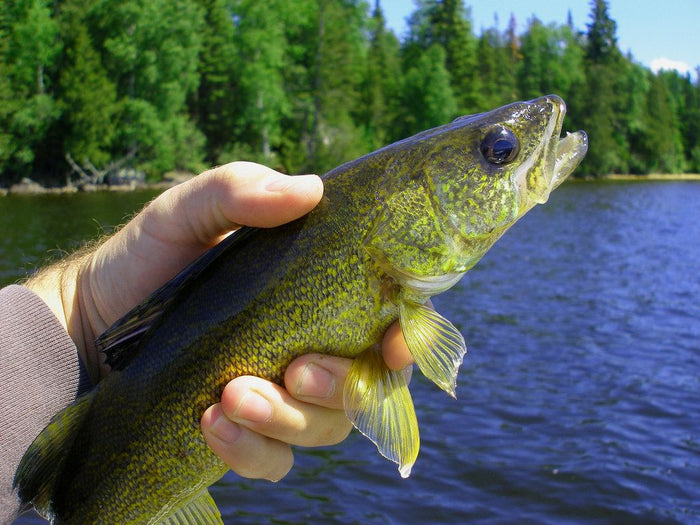 Walleye Trolling Secrets: 3 Things You Need To Know Now