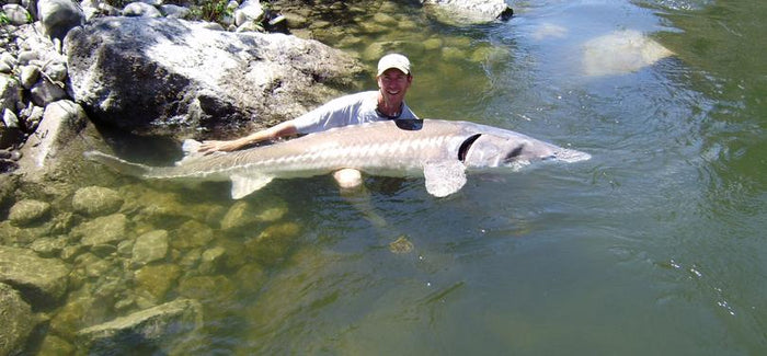 Idaho Sturgeon Record Broken With 117 Inch Monster