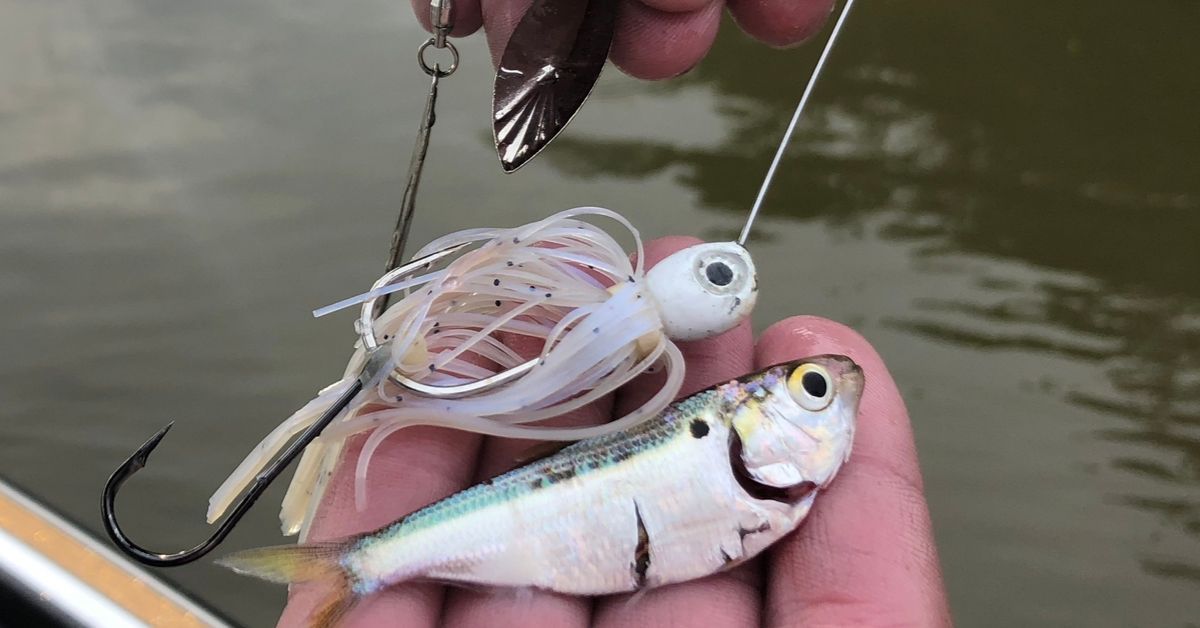 Shad_Spinnerbait - Mystery Tackle Box