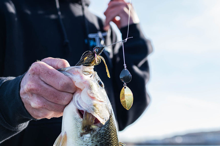 Intermediate angler