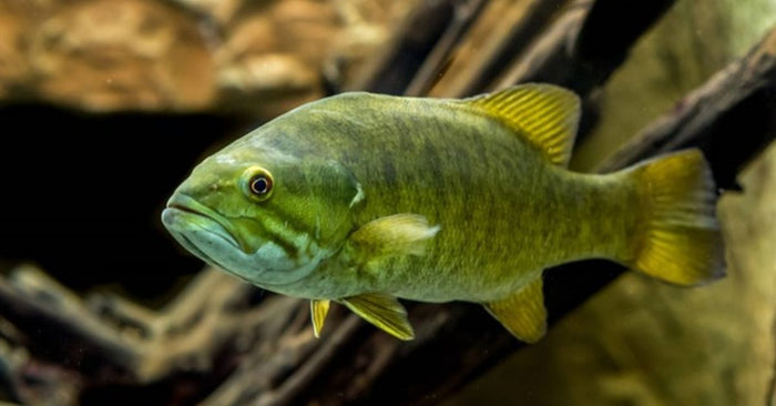 Why Paying CLOSE Attention To Water Clarity Will Catch You More Bass This Season