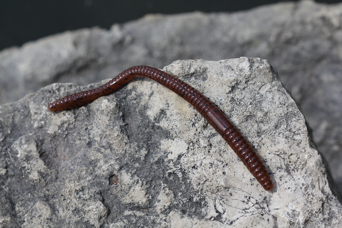 How To Use Finesse Worms To Catch Fall Bass