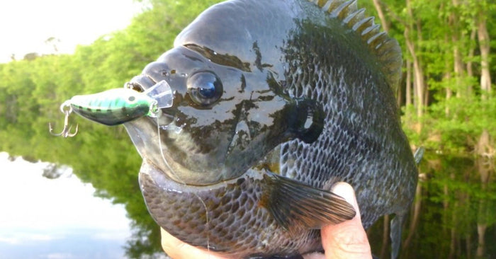 The Record Bluegill Sunfish For Every State In America