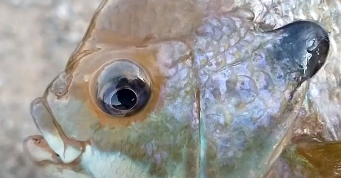 How To Catch More Panfish From The Bank In The Winter