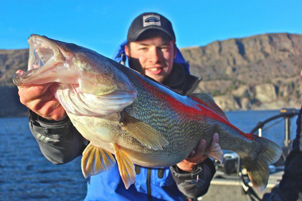 Walleye