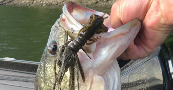 Fishing Shallow And Deep For Hot Water Bass