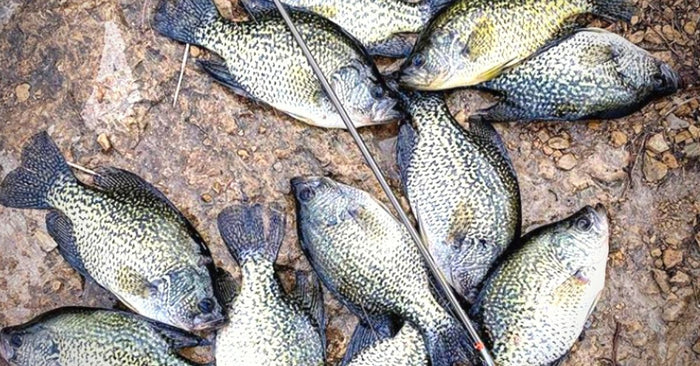 The 5 Best Soft Plastics For Catching Gigantic Crappie