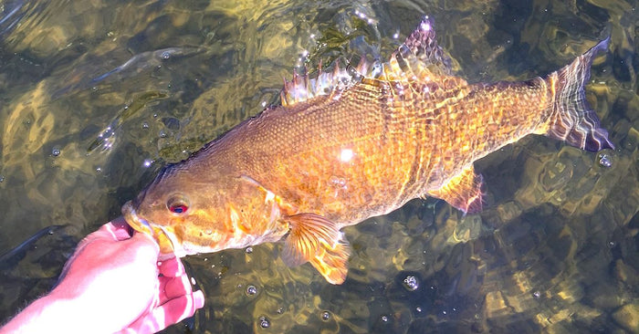 3 Reasons Why The Drop Shot Works So Well (In Clear Water)