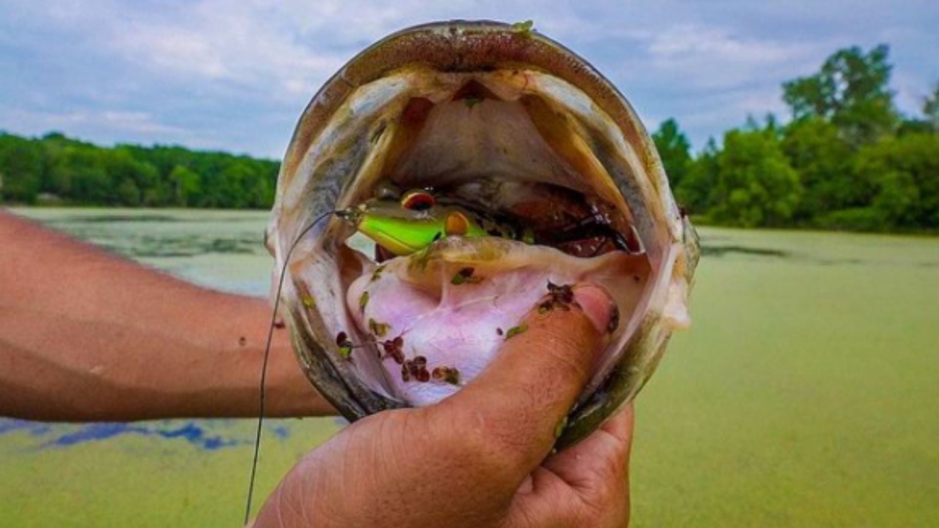 Reminder: Why You Need To Be Frog Fishing Bass In HEAVY Cover – Mystery ...