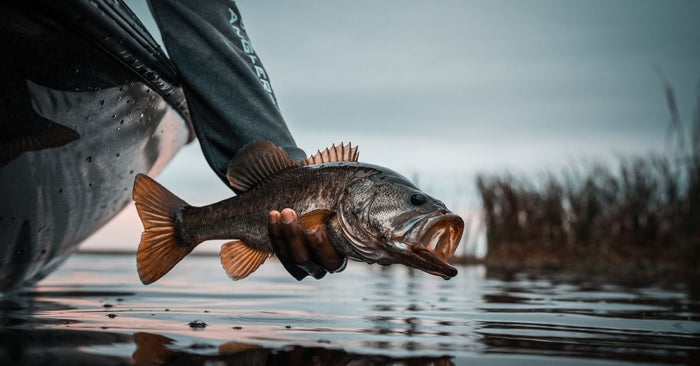 How To Catch More Bass In Every Season: Largemouth All Year Long