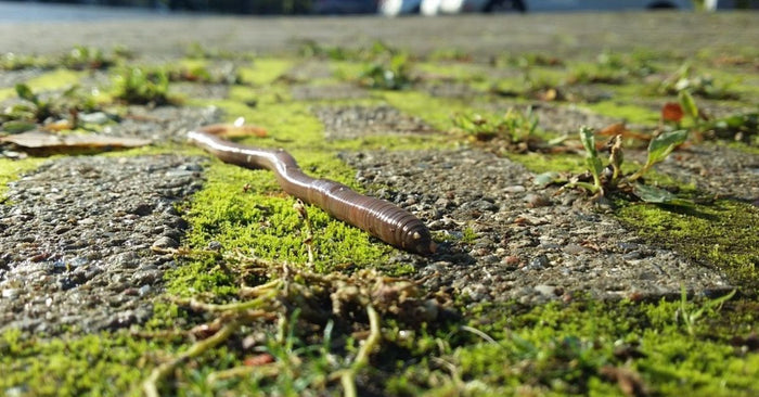 The 3 Easiest Set-Ups For Bottom Rigging Live Bait