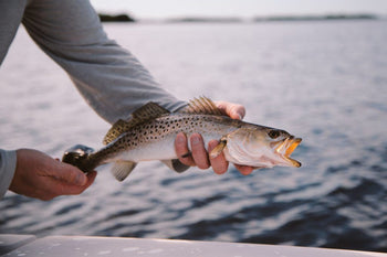 Speckled Trout