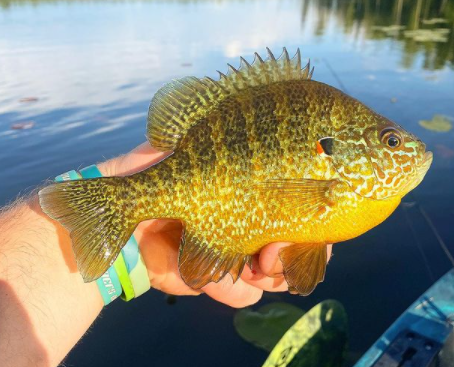 Panfish