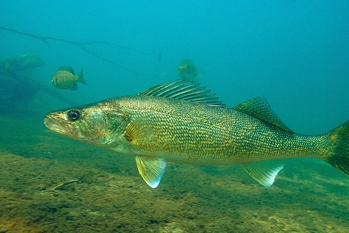 Where To Target Walleyes After They Spawn