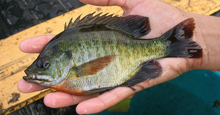 Bluegill Fishing 101: How To Catch Bluegill