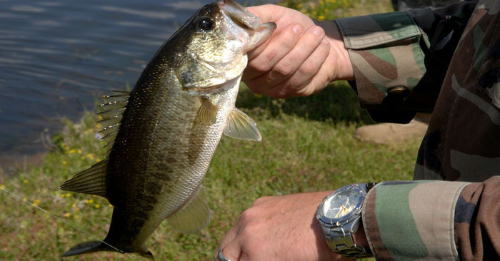 How To Catch Bass In Cold, Murky Water