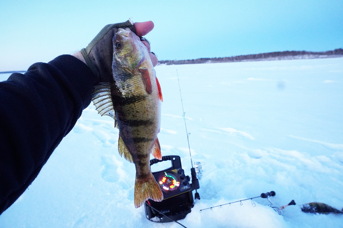 Perch Ice Fishing