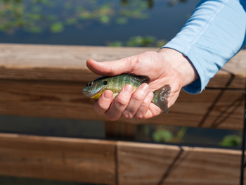 Panfish