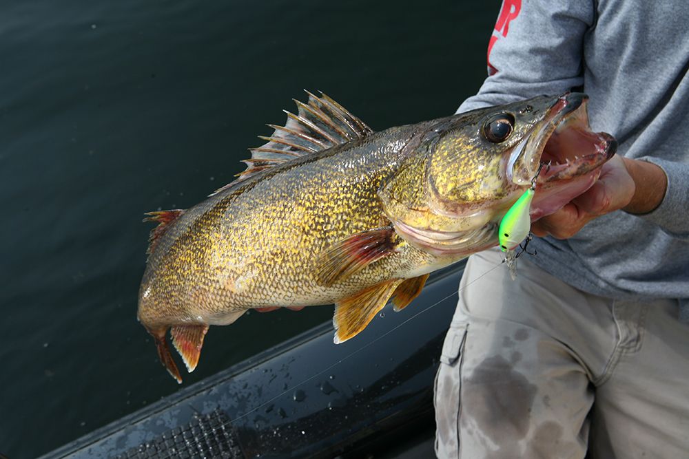 Walleye