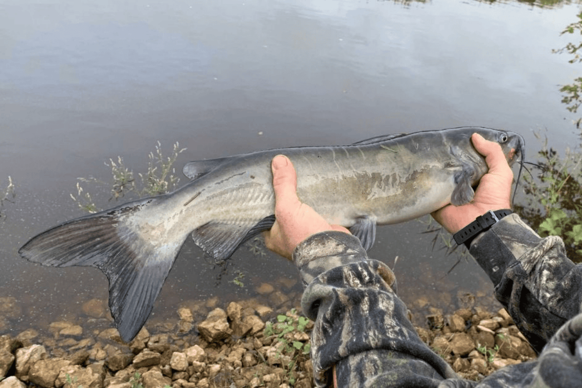 Guide To Catfishing