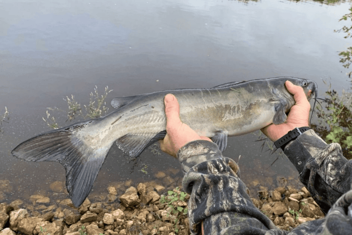 Guide To Catfishing
