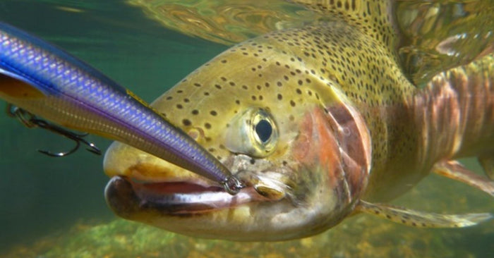 Trout biting lure