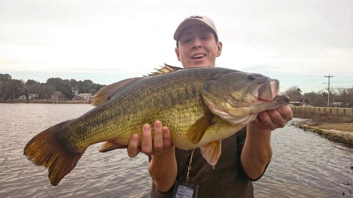 Largemouth Bass