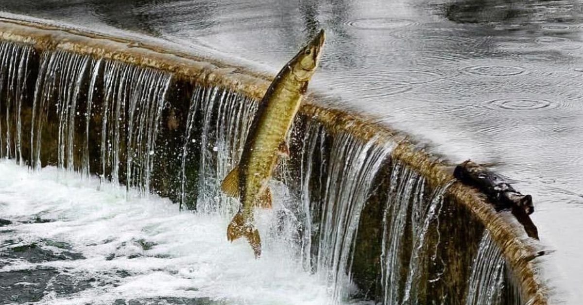 Ask An Angler: Why Do Fish Jump Out Of The Water?