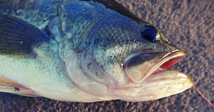 Bass