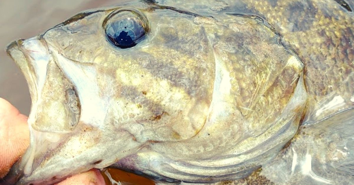 Smallmouth