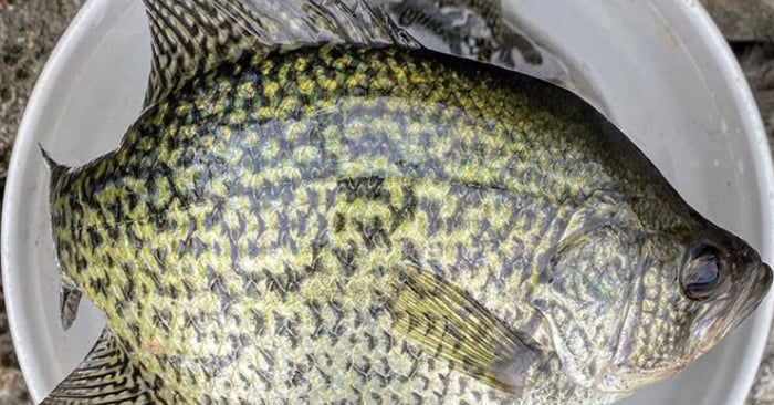 Crappie
