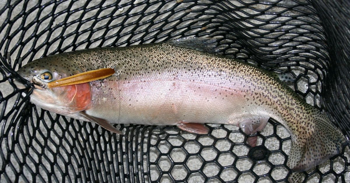 How To Catch Big Trout On Jerkbaits