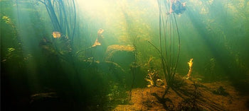 Vegetation