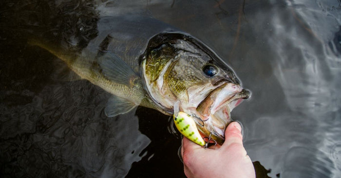 Crankbait Hookup Tips: How To Land More Bass On Crankbaits